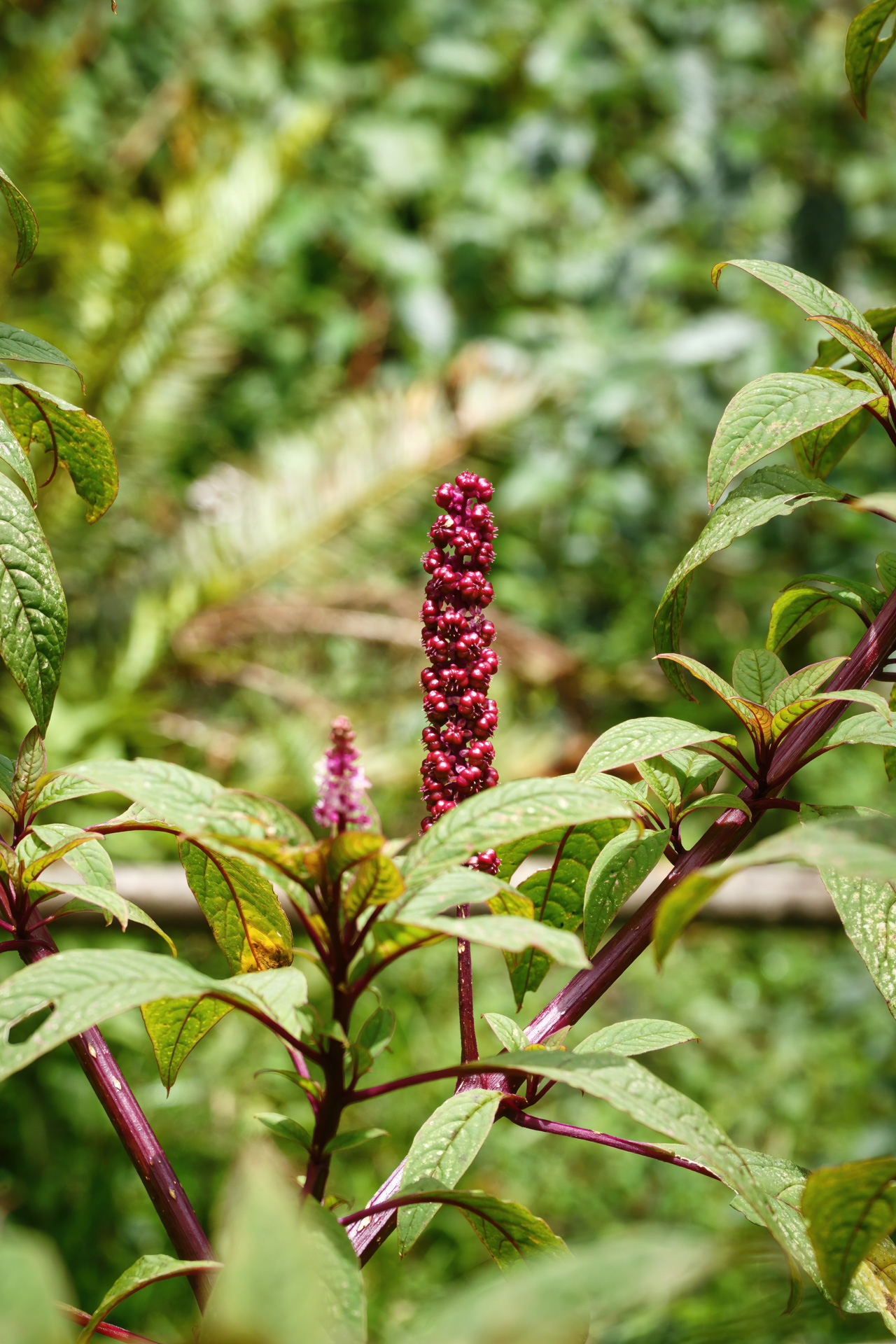 Wärme und hohe Luftfeuchtigkeit führen zu einer üppigen Flora: Kermesbeeren